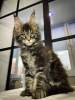 Photo №2 to announcement № 106945 for the sale of maine coon - buy in Germany private announcement