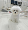 Photo №1. bichon frise - for sale in the city of Prague | negotiated | Announcement № 111616