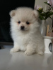 Photo №2 to announcement № 111823 for the sale of pomeranian - buy in Netherlands breeder