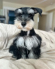 Photo №1. schnauzer - for sale in the city of Салоники | 528$ | Announcement № 124458