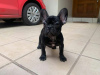 Photo №1. french bulldog - for sale in the city of Bremen | 350$ | Announcement № 117863