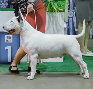 Photo №2 to announcement № 6221 for the sale of bull terrier - buy in Russian Federation from nursery