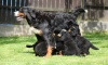 Photo №2 to announcement № 11129 for the sale of bernese mountain dog - buy in Romania private announcement
