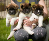 Photo №1. akita - for sale in the city of Melbourne | negotiated | Announcement № 38228