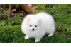 Photo №2 to announcement № 47511 for the sale of pomeranian - buy in Germany 