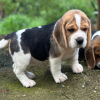 Photo №4. I will sell beagle in the city of Nuremberg. private announcement - price - 500$