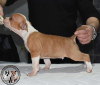 Additional photos: American Staffordshire Terrier