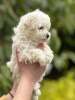 Additional photos: Maltipoo puppy