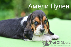 Photo №4. I will sell basset hound in the city of Kaliningrad. private announcement - price - negotiated