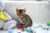 Photo №2 to announcement № 114594 for the sale of bengal cat - buy in Germany breeder