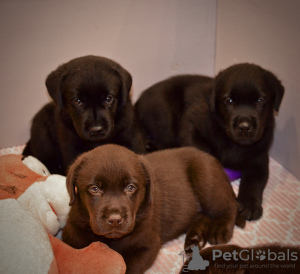 Additional photos: Labrador Retriever Puppies