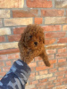 Photo №4. I will sell poodle (toy) in the city of Нови Сад.  - price - negotiated