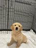 Photo №3. Beautiful golden retriever for free adoption. Germany