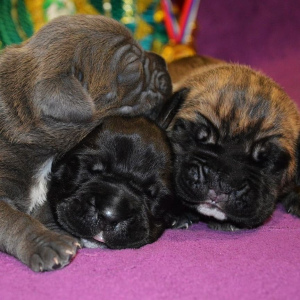 Additional photos: Cane Corso puppies of different colors