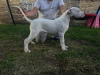 Photo №1. non-pedigree dogs - for sale in the city of Belgrade | negotiated | Announcement № 123286