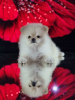 Photo №1. non-pedigree dogs - for sale in the city of Москва | Is free | Announcement № 35766