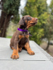 Additional photos: Doberman puppies