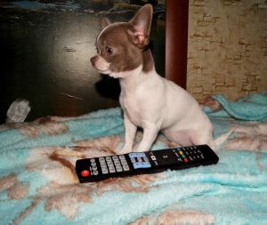 Photo №4. I will sell chihuahua in the city of Odessa. from nursery - price - 889$