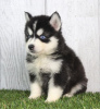 Photo №2 to announcement № 23735 for the sale of siberian husky - buy in Germany 