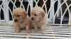 Photo №1. golden retriever - for sale in the city of Vienna | 317$ | Announcement № 75996