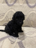 Photo №4. I will sell poodle (toy) in the city of Minsk. breeder - price - 321$