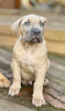 Photo №2 to announcement № 126235 for the sale of boerboel - buy in France private announcement