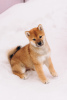 Photo №1. shiba inu - for sale in the city of Москва | negotiated | Announcement № 31228