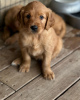 Photo №2 to announcement № 110038 for the sale of golden retriever - buy in Germany breeder