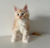 Photo №4. I will sell maine coon in the city of Fribourg. private announcement - price - 423$