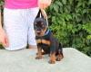 Photo №2 to announcement № 1906 for the sale of german pinscher - buy in Belarus from nursery
