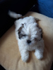 Photo №3. Shih tzu puppies for sale. Ukraine