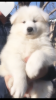Photo №4. I will sell samoyed dog in the city of Berlin. breeder - price - 317$