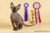 Photo №2 to announcement № 31807 for the sale of sphynx cat - buy in Germany breeder