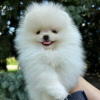 Photo №1. pomeranian - for sale in the city of Paris | negotiated | Announcement № 68928