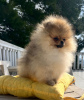 Photo №2 to announcement № 39295 for the sale of pomeranian - buy in Montenegro from nursery