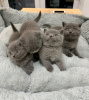 Photo №1. british shorthair - for sale in the city of Jacksonville | negotiated | Announcement № 122100