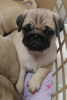 Photo №2 to announcement № 96068 for the sale of pug - buy in Germany private announcement