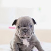 Photo №1. french bulldog - for sale in the city of Hartford | 500$ | Announcement № 109909