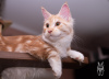 Photo №3. Maine Coon cat STARKS TESSA. Russian Federation