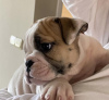 Photo №1. english bulldog - for sale in the city of Belgrade | negotiated | Announcement № 79053