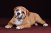 Photo №4. I will sell english bulldog in the city of Vsevolozhsk. from nursery - price - negotiated