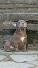 Additional photos: french bulldog puppies