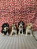Photo №1. non-pedigree dogs - for sale in the city of Denver | Is free | Announcement № 84853