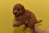 Additional photos: Miniature poodle