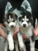 Photo №1. siberian husky - for sale in the city of Milan | Is free | Announcement № 36844
