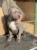 Photo №1. american bully - for sale in the city of Leskovac | negotiated | Announcement № 85652