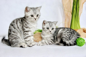 Photo №3. We have beautiful purebred British Shorthair kittens in the color. Germany