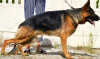 Photo №1. german shepherd - for sale in the city of Kiev | 600$ | Announcement № 7492