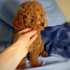 Photo №2 to announcement № 56172 for the sale of poodle (toy) - buy in United Kingdom private announcement