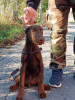 Photo №4. I will sell dobermann in the city of Belgrade.  - price - negotiated